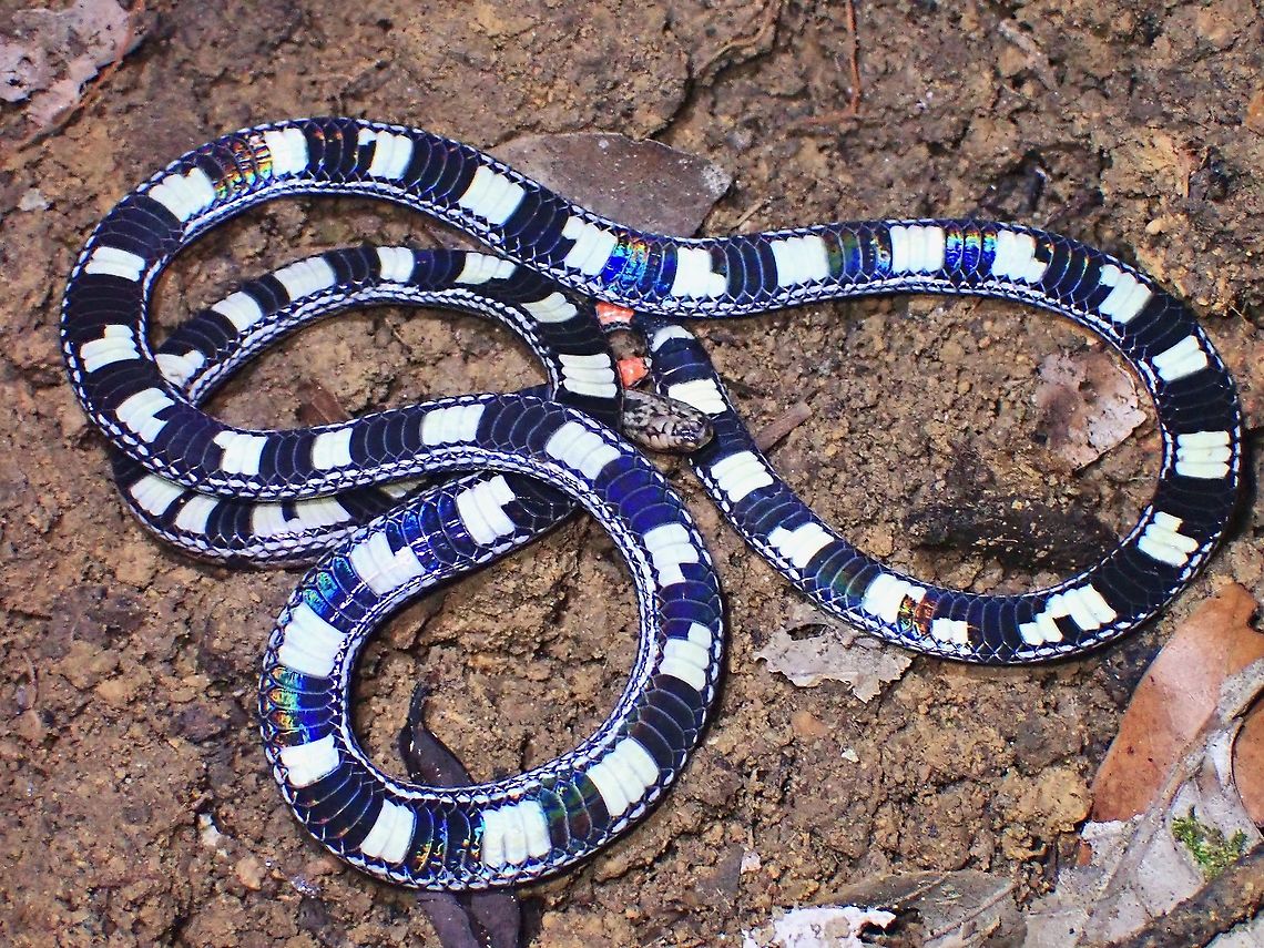 Playing Snakes & Ladders 3rd species of Coral Snakes seen at my backyard within a month!  And this one is a much rarer species that is highly sought after by Herpers.<br />
<br />
When I first saw this Snake, it was not moving and I didn&#039;t think of it as a Coral Snake as the top is light brown/grey with lines and spots of black. At that time, I didn&#039;t see the tail yet but when I approached closer, it was probably spooked out by my torch, it started to flips over to play dead, being it&#039;s defensive move.  As shown in the picture, the segmented markings are striking and by now, the red tail was obvious.<br />
<br />
Still, I wasn&#039;t sure of it&#039;s ID as not familiar with this snake, and I was thinking it could be a &#039;mimic&#039; species that is harmless.  It continued to play dead, and when I try to move it with a stick to get better view of the head, it keep hiding its head and very shy.<br />
<br />
This was another amazing close-encounter and I get to play Snakes &amp; Ladders with it :D Calliophis gracilis,Coralsnake,Grey Coralsnake,Malaysia,Penang,Snake