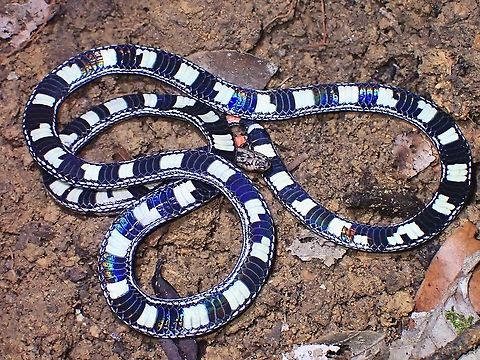Playing Snakes & Ladders 3rd species of Coral Snakes seen at my backyard within a month!  And this one is a much rarer species that is highly sought after by Herpers.

When I first saw this Snake, it was not moving and I didn't think of it as a Coral Snake as the top is light brown/grey with lines and spots of black. At that time, I didn't see the tail yet but when I approached closer, it was probably spooked out by my torch, it started to flips over to play dead, being it's defensive move.  As shown in the picture, the segmented markings are striking and by now, the red tail was obvious.

Still, I wasn't sure of it's ID as not familiar with this snake, and I was thinking it could be a 'mimic' species that is harmless.  It continued to play dead, and when I try to move it with a stick to get better view of the head, it keep hiding its head and very shy.

This was another amazing close-encounter and I get to play Snakes & Ladders with it :D Calliophis gracilis,Coralsnake,Grey Coralsnake,Malaysia,Penang,Snake