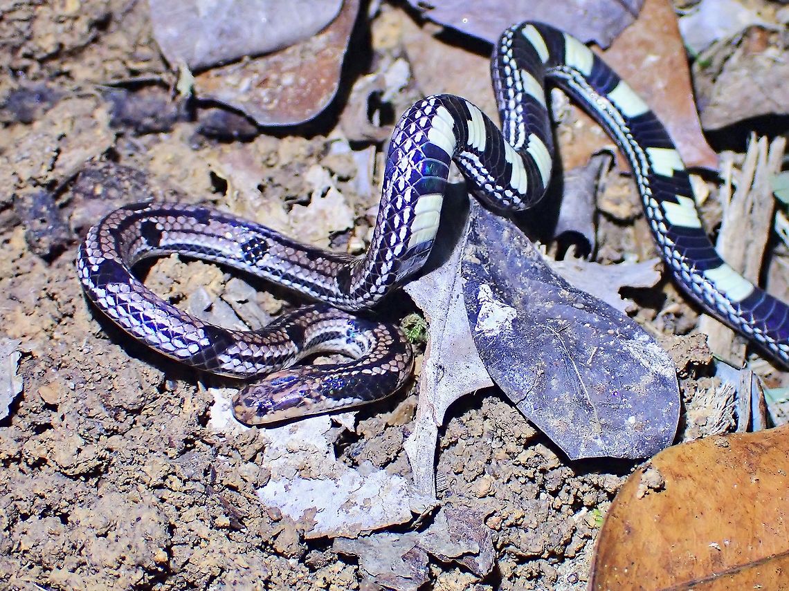 Ordinary looking? This pic shows a &#039;regular&#039; looking snake, but also with the segments of the abdomen visible.<br />
<br />
Depsite it&#039;s &#039;regular&#039; look, it is still a Coralsnake, which are known to be venomous although not much is known about this partcular species.  They are non-aggressive in nature and not likely to bite humans unless imporperly handled. Calliophis gracilis,Coralsnake,Grey Coralsnake,Malaysia,Penang,Snake