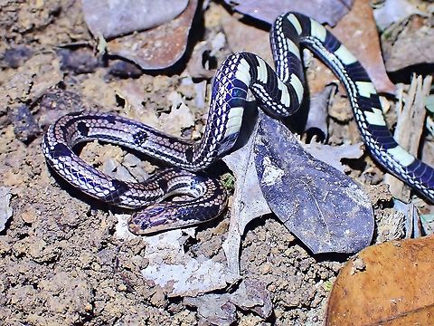 Ordinary looking? This pic shows a 'regular' looking snake, but also with the segments of the abdomen visible.

Depsite it's 'regular' look, it is still a Coralsnake, which are known to be venomous although not much is known about this partcular species.  They are non-aggressive in nature and not likely to bite humans unless imporperly handled. Calliophis gracilis,Coralsnake,Grey Coralsnake,Malaysia,Penang,Snake