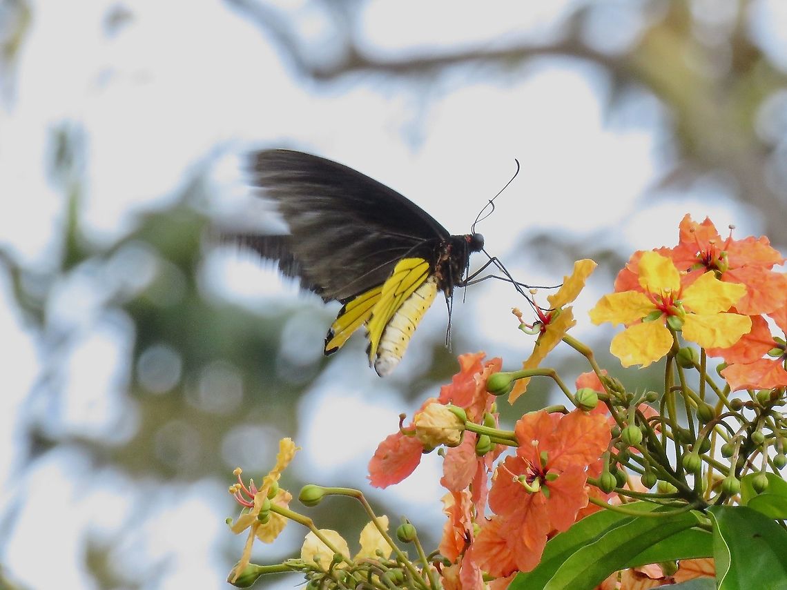 Common Birdwing Butterfly - Troides helena                                 Birdwing Butterfly,Butterfly,Common Birdwing,Malaysia,Penang,Troides helena