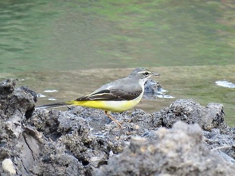 Grey Wagtal - Motacilla cinerea                                 Bird,Grey Wagtail,Malaysia,Motacilla cinerea,Penang,Wagtail