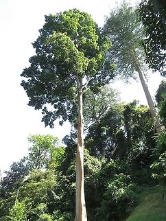 Deadly! The sap/latex of the Ipoh tree contains a powerful toxin called antiarin, which stops the heart. Indigenous people of Malaysia collected this toxic sap/latex to prepare arrows/ blowpipe darts that are used in hunting or defending themselves. Antiaris,Antiaris toxicaria,Ipoh,Malaysia,Penang,Plant,Tree,Upas