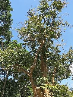 Lagerstroemia floribunda                                 Lagerstroemia floribunda,Malaysia,Penang,Plant,Tree