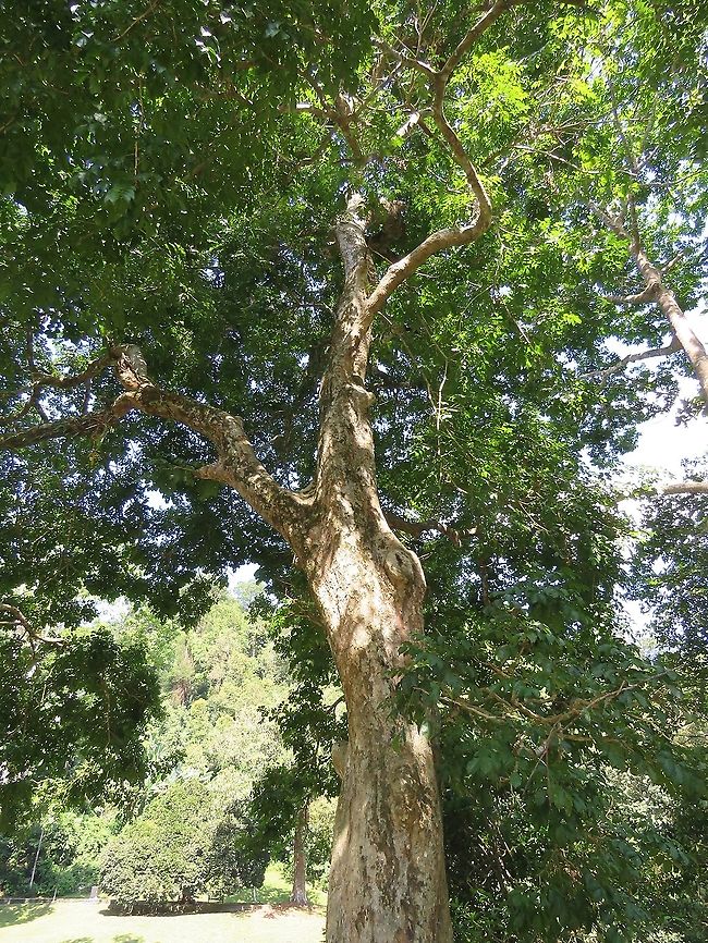 Brown Heart - Andira inermis                                 Andira inermis,Brown Heart,Cabbage Tree,Malaysia,Penang,Plant,Tree