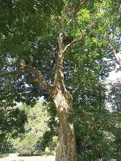 Brown Heart - Andira inermis Andira inermis,Brown Heart,Cabbage Tree,Malaysia,Penang,Plant,Tree