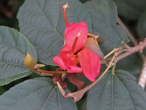 East Indian Scree Tree - Helicteres isora                                 East Indian Scree Tree,Flowers,Helicteres isora,Malaysia,Penang,Plant,Tree