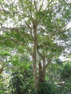 Bridelia insulana                                 Bridelia insulana,Malaysia,Penang,Plant,Tree