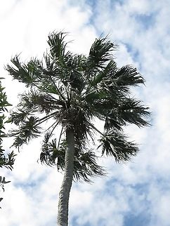 Chinese Fan Palm - Livistona chinensis                                 Chinese Fan Palm,Livistona chinensis,Malaysia,Palm,Penang,Plant,Tree