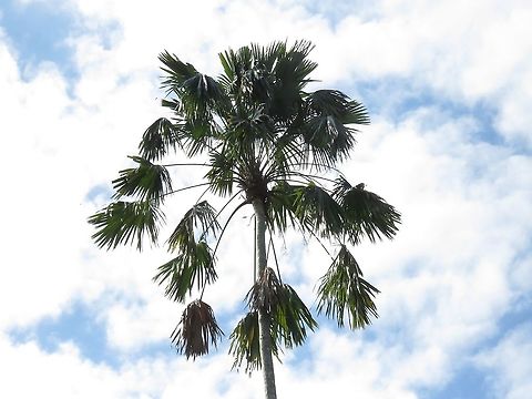 Saribus rotundifolius