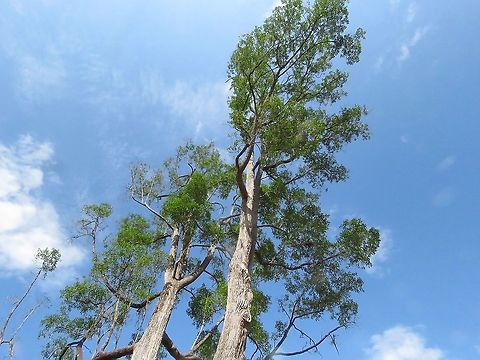 Tembusu - Fagraea fragrans                                 Cyrtophyllum fragrans,Fagraea fragrans,Malaysia,Penang,Plant,Tembusu,Tree