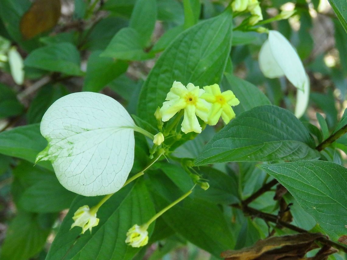 Yellow Mussaenda - Pseudomussaenda flava                                 Flower,Malaysia,Penang,Plant,Pseudomussaenda flava,Yellow Mussaenda