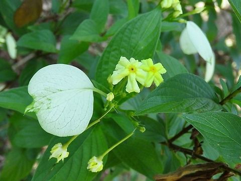 Yellow Mussaenda - Pseudomussaenda flava                                 Flower,Malaysia,Penang,Plant,Pseudomussaenda flava,Yellow Mussaenda