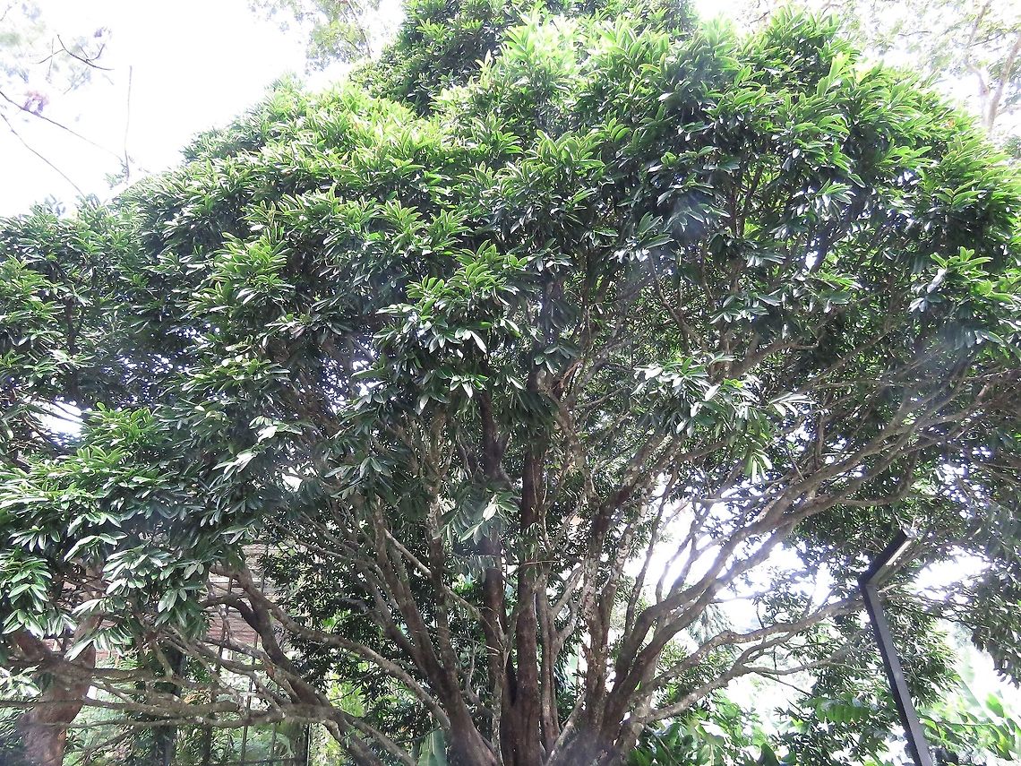 Riber Ebony - Diospyros malabarica                                 Diospyros malabarica,Malaysia,Penang,Plant,Riber Ebony,Tree