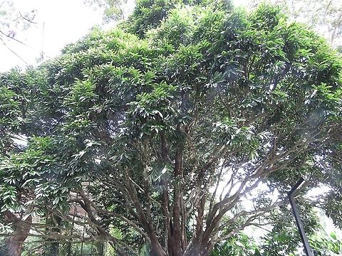 Riber Ebony - Diospyros malabarica                                 Diospyros malabarica,Malaysia,Penang,Plant,Riber Ebony,Tree