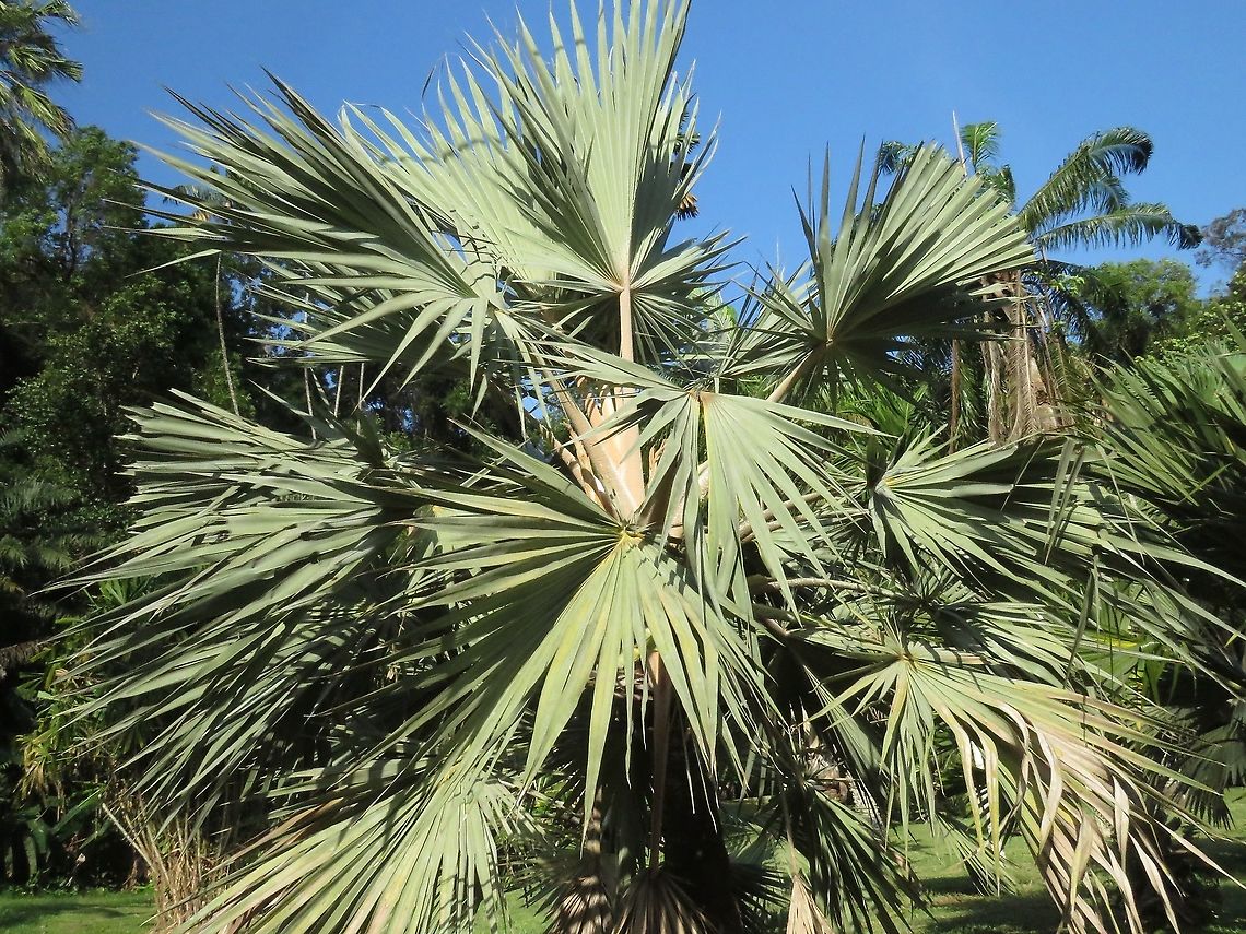 Blue Latan Paln - Latania loddigesii This Palm species is endemic to Mauritius, and this particular tree was planted by the British on Penang Island during the Colonial days.<br />
<br />
It is listed as Endangered.                                Blue Latan Palm,Latania loddigesii,Malaysia,Palm,Penang