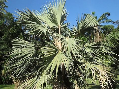 Blue Latan Paln - Latania loddigesii This Palm species is endemic to Mauritius, and this particular tree was planted by the British on Penang Island during the Colonial days.

It is listed as Endangered.                                Blue Latan Palm,Latania loddigesii,Malaysia,Palm,Penang