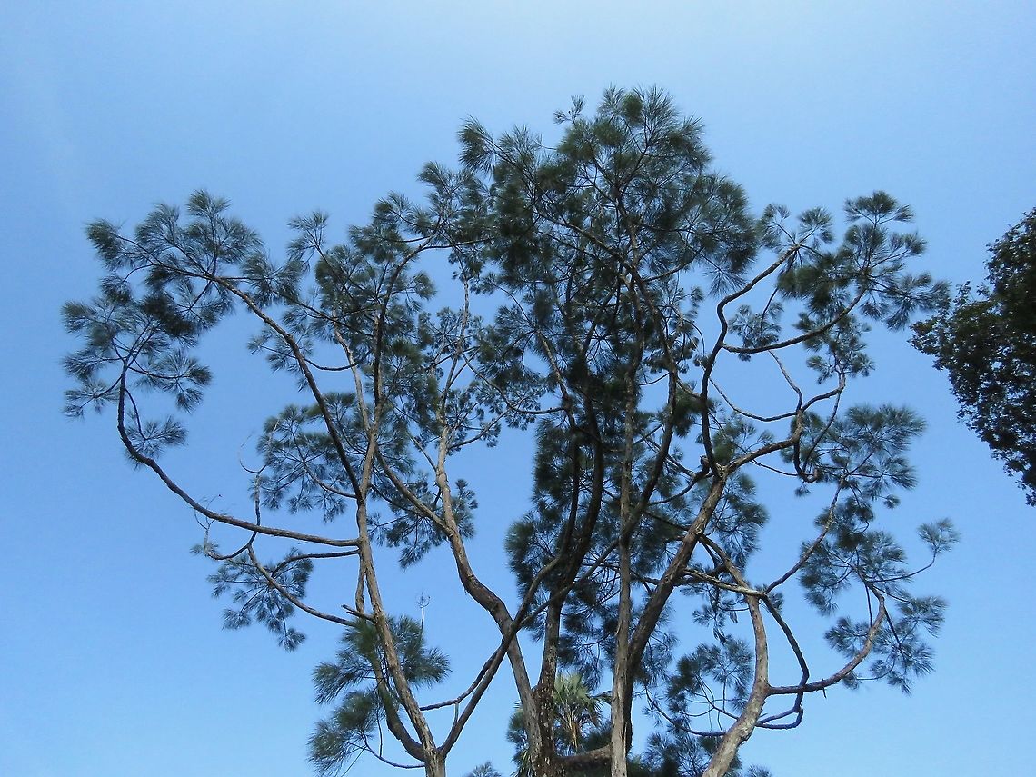 Casuarina - Gymnostoma nobile                                 Casuarina,Gymnostoma nobile,Malaysia,Penang,Plant,Tree