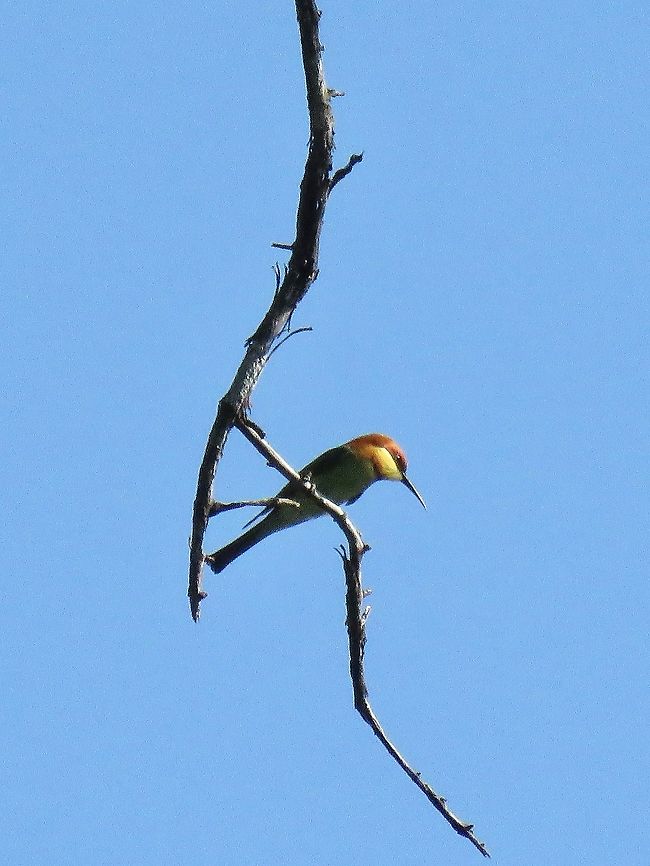 Chestnut Headed Bee Eater - Merops leschenaulti                                 Bee Ester,Bird,Chesnut Headed Bee Eater,Malaysia,Merops leschenaulti,Penang
