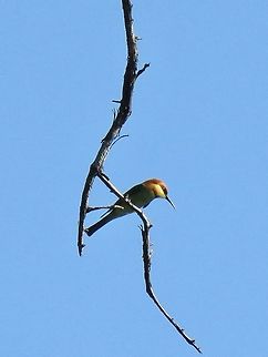 Chestnut Headed Bee Eater - Merops leschenaulti                                 Bee Ester,Bird,Chesnut Headed Bee Eater,Malaysia,Merops leschenaulti,Penang
