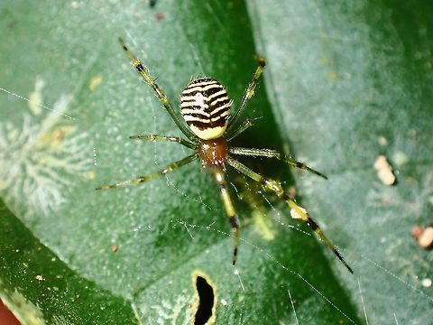Cobweb Spider - Theridion zonulatum  Cobweb Spider,Malaysia,Penang,Spider,Theridion zonulatum