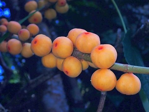 White-Leaved Fig - Ficus grossularioides  Ficus,Ficus grossularioides,Fruits,Malaysia,Penang,Plant,White-Leaved Fig