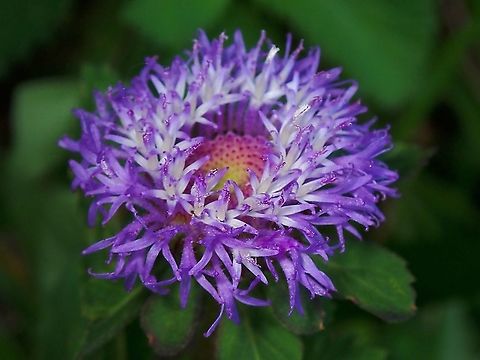 Brazilian Bachelor's Button - Centratherum punctatum  Brazilian Bachelor's Button,Centratherum punctatum,Flowers,Malaysia,Penang,Plant