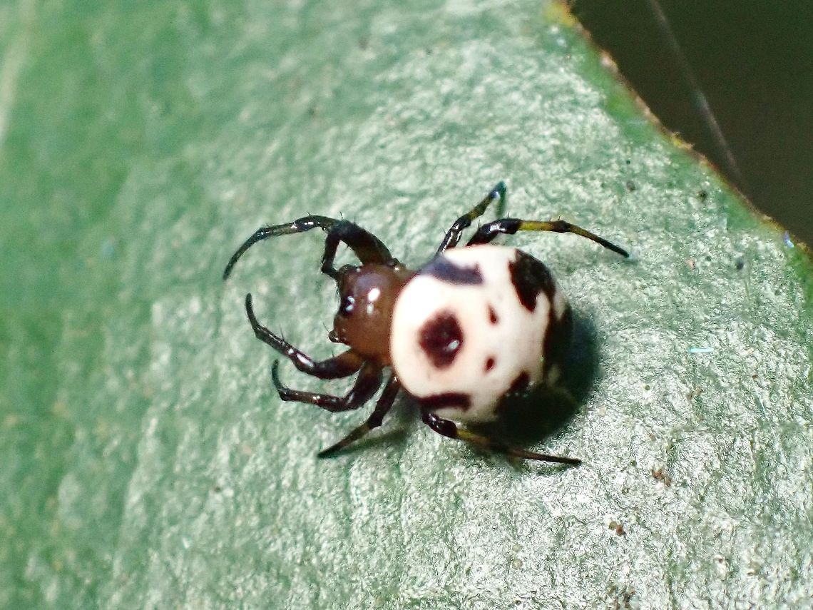 Orbweaver Spider - Anepsion maritatum Tiny Orbweaver Spider or around 2-3 mm in size. Anepsion maritatum,Malaysia,Orbweaver Spider,Penang,Spider