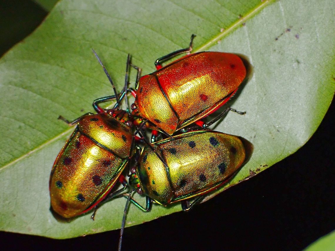 Threesome!  Calliphara nobilis,Jewel Bug,Malaysia,Mangrove Jewel Bug,Penang