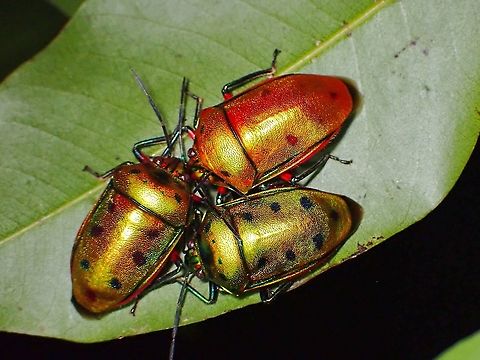Threesome!  Calliphara nobilis,Jewel Bug,Malaysia,Mangrove Jewel Bug,Penang