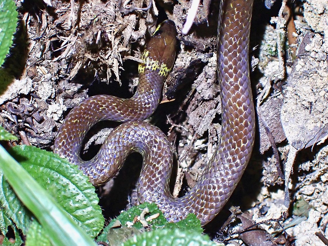 Common Wolf Snake - Lycodon capucinus Short encounter with this Snake, before it disappeared into a hole. Common Wolf Snake,Lycodon capucinus,Malaysia,Penang,Snake,Wolf Snake