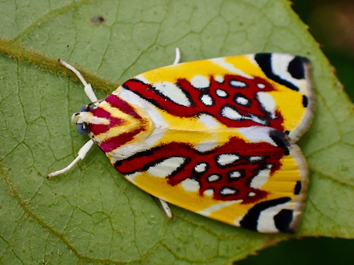 Tufted Moth - Sinna calospila  Malaysia,Moth,Pahang,Sinna calospila,Tufted Moth
