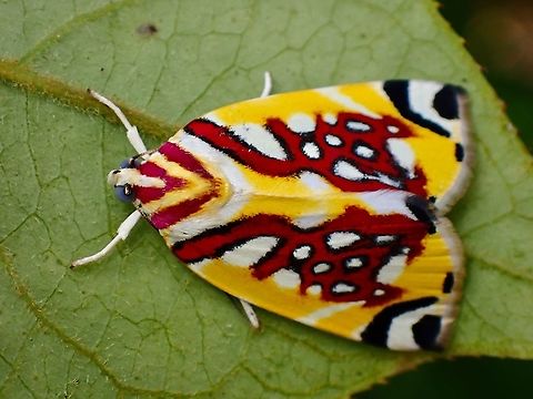 Tufted Moth - Sinna calospila  Malaysia,Moth,Pahang,Sinna calospila,Tufted Moth