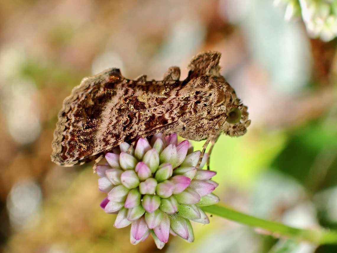 Looper Moth - Ctenoplusia tarassota  Ctenoplusia tarassota,Looper Moth,Malaysia,Moth,Pahang