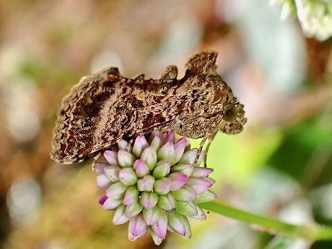Looper Moth - Ctenoplusia tarassota  Ctenoplusia tarassota,Looper Moth,Malaysia,Moth,Pahang