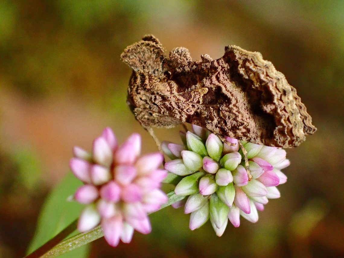 Pink Knotweed - Persicaria capitata Found a Moth resting on this Pink Knotweed Flowers,Malaysia,Pahang,Persicaria capitata,Pink Knotweed,Pink-Headed Persicaria
