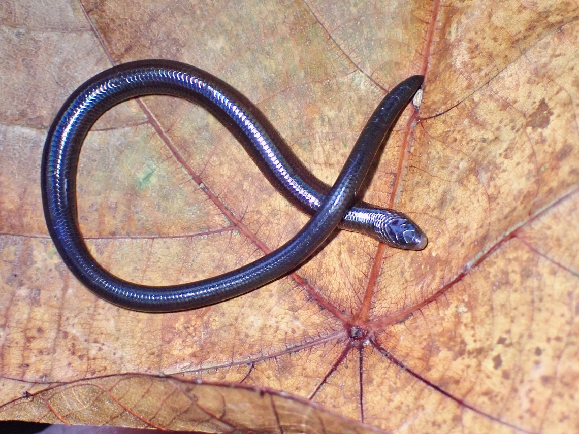 Variant ALPHA! This Limbless Skink - Larutia penangensis resembles a Snake/Worm but as their common name suggest, it is a Skink without any legs/limbs.  This species was only described in the year 2011 and is listed as Critically Endangered, it being endemic to Penang Island which it is named after and more likely to be found at higher elevation.<br />
<br />
Not much is known about them and only a few have been sighted so far.<br />
<br />
For local Herpers, this is a highly sought after subject, once they are aware of the species, as many are not even aware of its existence! Larutia penangensis,Limbless Skink,Malaysia,Penang,Skink