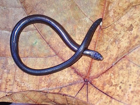 Variant ALPHA! This Limbless Skink - Larutia penangensis resembles a Snake/Worm but as their common name suggest, it is a Skink without any legs/limbs.  This species was only described in the year 2011 and is listed as Critically Endangered, it being endemic to Penang Island which it is named after and more likely to be found at higher elevation.

Not much is known about them and only a few have been sighted so far.

For local Herpers, this is a highly sought after subject, once they are aware of the species, as many are not even aware of its existence! Larutia penangensis,Limbless Skink,Malaysia,Penang,Skink