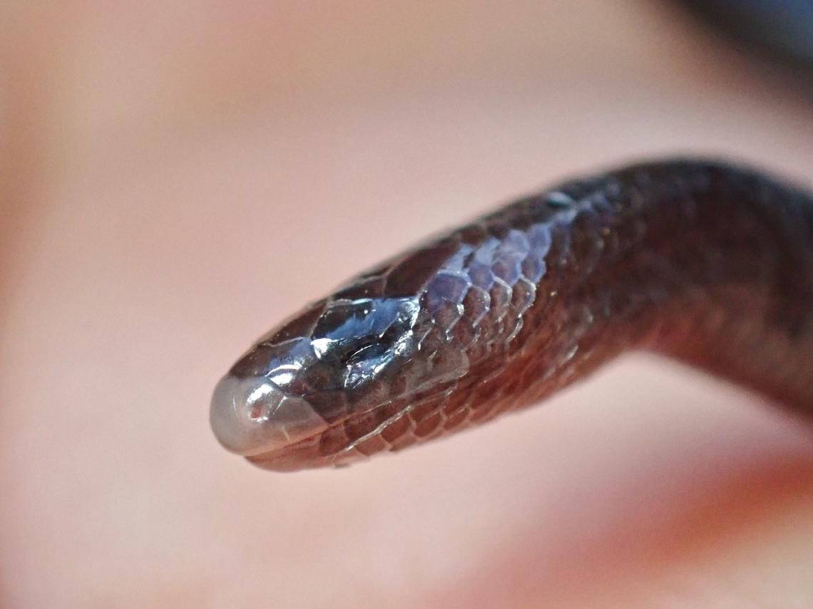 Cretaceous/Jurassic! Discovered in the 130 millions years old rainforest of Penang Island, this Limbless Skink is probably as close as one can get to see a living Dinosaur!  This species was only discovered/described in 2011 and named after the Island, it is already listed as Critically Endangered from the moment of it's discovery due to habitat lost and also up to the year 2017, it was possibly only known from the type specimen!<br />
<br />
This was an amazing encounter and at the time of sighting, was not aware of it's significance! Larutia penangensis,Limbless Skink,Malaysia,Penang,Skink