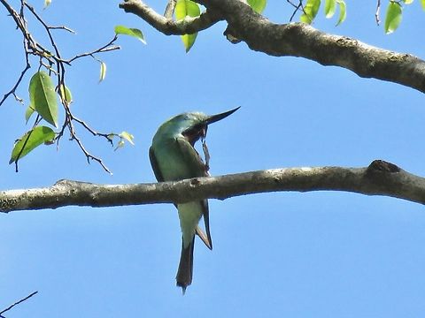 Itchy!                                 Bee-Eater,Bird,Blue-Throated Bee-Eater,Malaysia,Merops viridis,Selangor