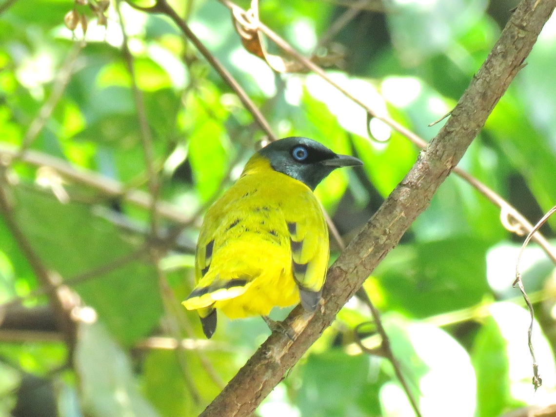 Black-Headed Bulbul - Brachypodius melanocephalos                                 Bird,Black-Headed Bulbul,Brachypodius melanocephalos,Bulbul,Malaysia,Selangor