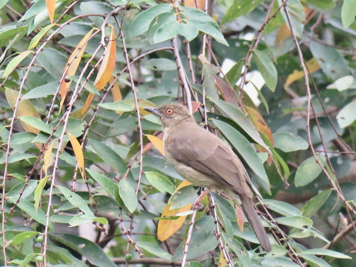 Asian Red-Eyed Bulbul - Pycnonotus brunneus                                 Asian Red-Eyed Bulbul,Bird,Bulbul,Malaysia,Pycnonotus brunneus,Selangor