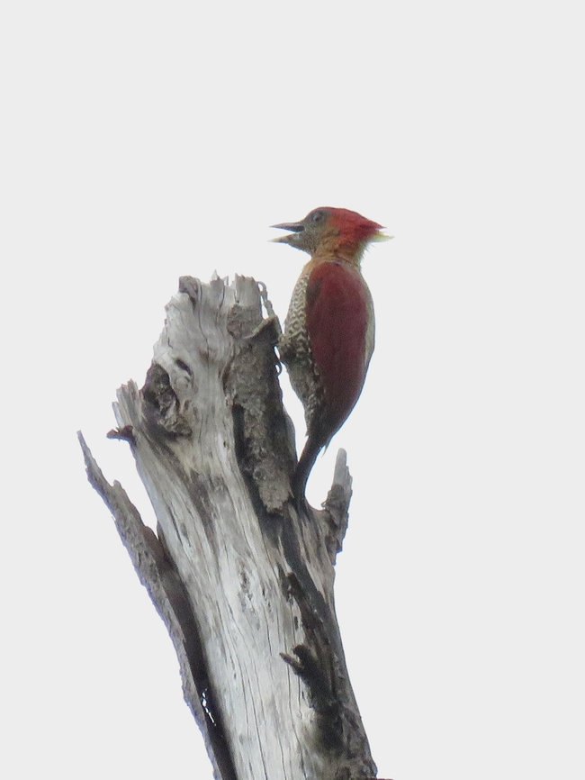 Banded Woodpecker - Chrysophlegma miniaceum                                 Banded woodpecker,Bird,Chrysophlegma miniaceum,Malaysia,Selangor,Woodpecker