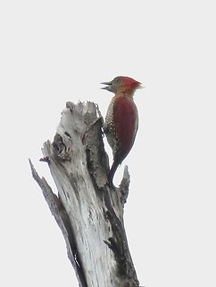 Banded Woodpecker - Chrysophlegma miniaceum Banded woodpecker,Bird,Chrysophlegma miniaceum,Malaysia,Selangor,Woodpecker