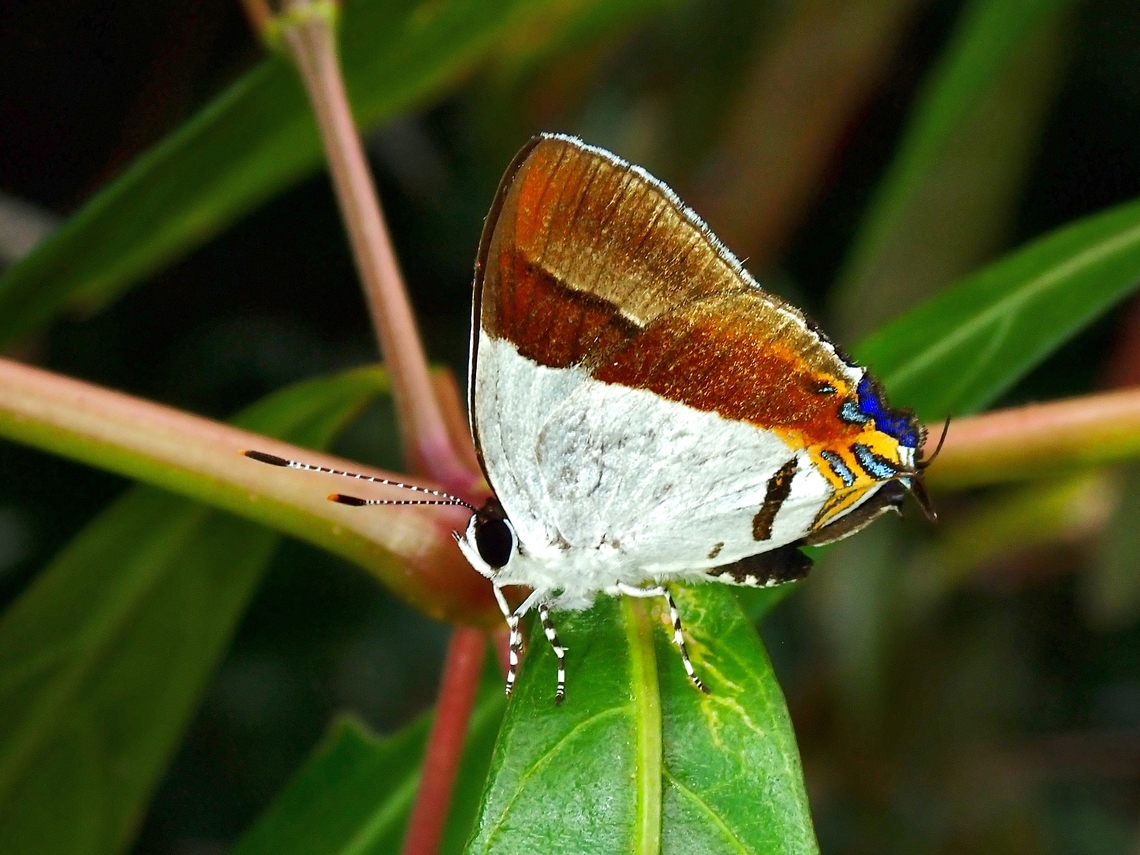 Plush - Sithon nedymond  Butterfly,Malaysia,Plush,Selangor,Sithon nedymond