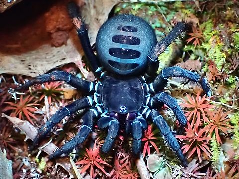 Trapdoor Spider - Liphistius malayanus  Liphistius malayanus,Malaysia,Pahang,Spider,Trapdoor Spider,Ultra Violet Light