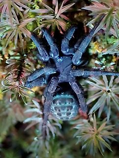Trapdoor Spider - Liphistius sp. We saw total of 5 Trapdoor Spiders during this trip, 4 of which within 1 meter distance from each other.  2 were big size as seen in previous observation and verified to be Liphistius malayanus but there were 2 others, which are half the size of Liphistius malayanus, looks different, so not sure what species it is as it looks a bit like Liphistius desultor, but that species is endemic to the island of Penang. Liphistius,Liphistius sp,Malaysia,Pahang,Spider,Trapdoor Spider,Ultra Violet Light
