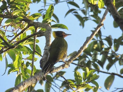 Greater Yellownape - Chrysophlegma flavinucha                                 Bird,Chrysophlegma flavinucha,Greater Yellownape,Malaysia,Pahang,Woodpecker
