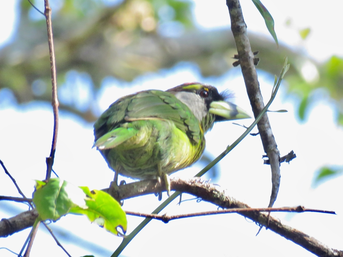 Fire-Tufted Barbet - Psilopogon pyrolophus                                 Barbet,Bird,Fire-Tufted Barbet,Malaysia,Pahang,Psilopogon pyrolophus