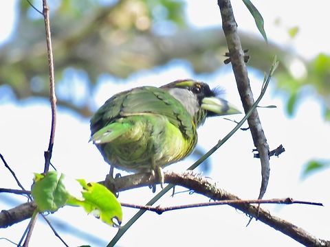 Fire-Tufted Barbet - Psilopogon pyrolophus Barbet,Bird,Fire-Tufted Barbet,Malaysia,Pahang,Psilopogon pyrolophus